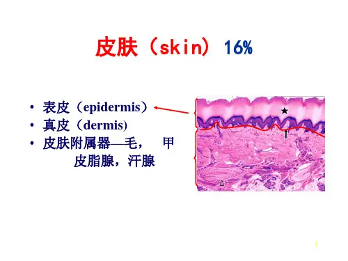 组织学与胚胎学-皮肤PPT