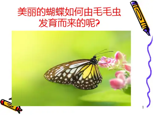苏科版八上生物第20章第二节动物的发育 课件   (共20张PPT)