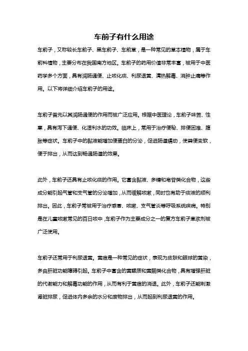 车前子有什么用途