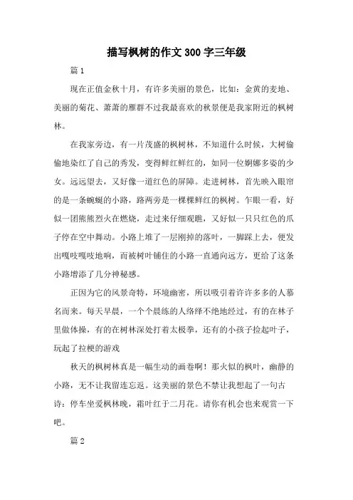 描写枫树的作文300字三年级