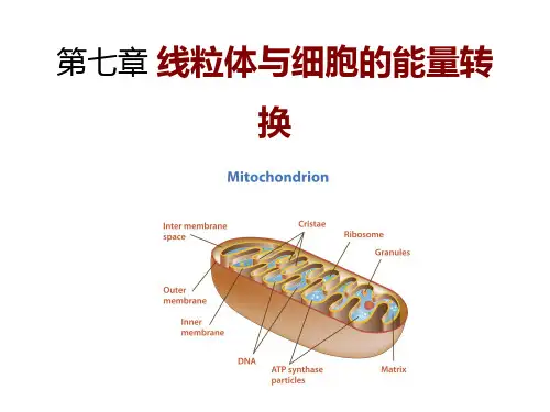 医学细胞生物学：第七章 线粒体与细胞的能量转换