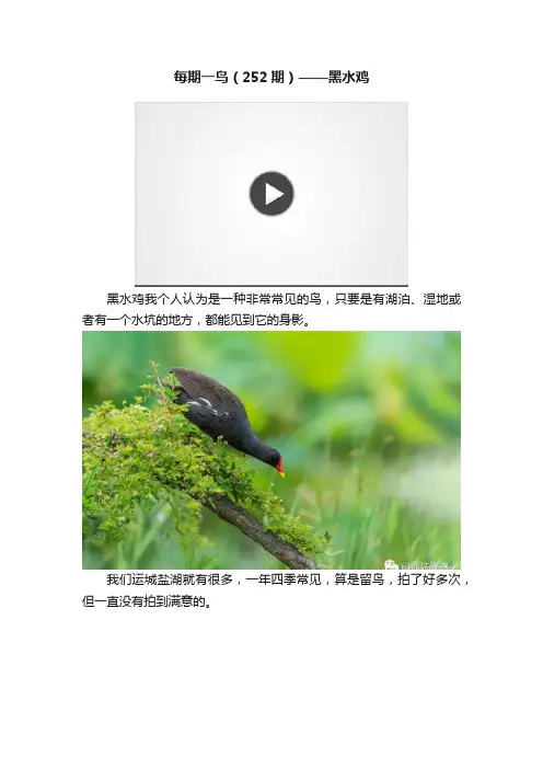 每期一鸟（252期）——黑水鸡
