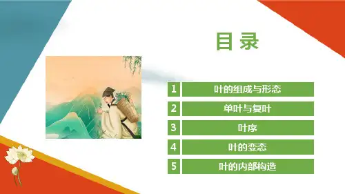 认识药用植物叶的特征 叶的组成与形态 叶的组成 药用植物识别课件