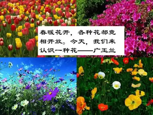 广玉兰公开课课件ppt