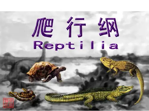 第19章._爬行纲