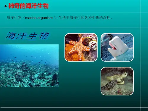 有关海洋生物的PPT