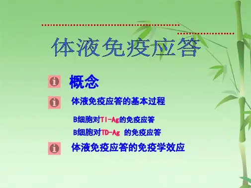 第13章适应性免疫：B细胞体液免疫(共43张PPT)