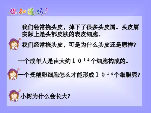 动物细胞的有丝分裂1完整ppt课件