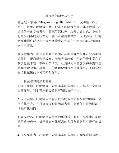 壮泥鳅的功效与作用