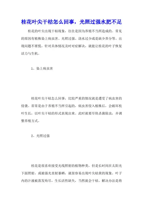 桂花叶尖干枯怎么回事,光照过强水肥不足