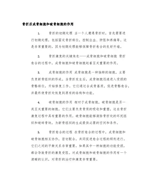 骨折后成骨细胞和破骨细胞的作用