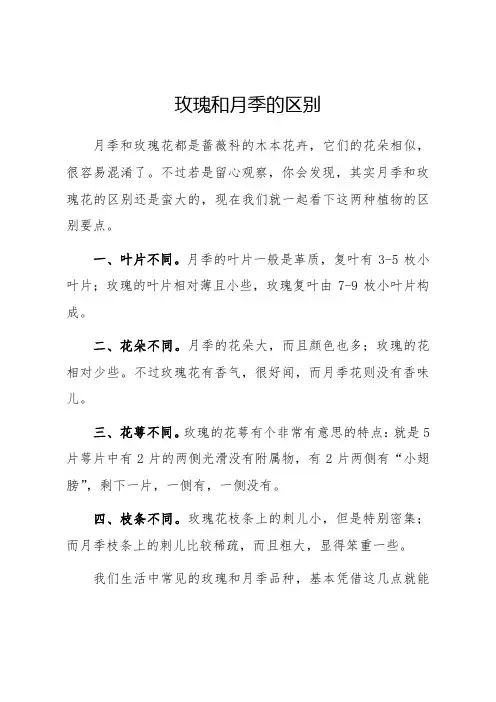 玫瑰和月季的区别