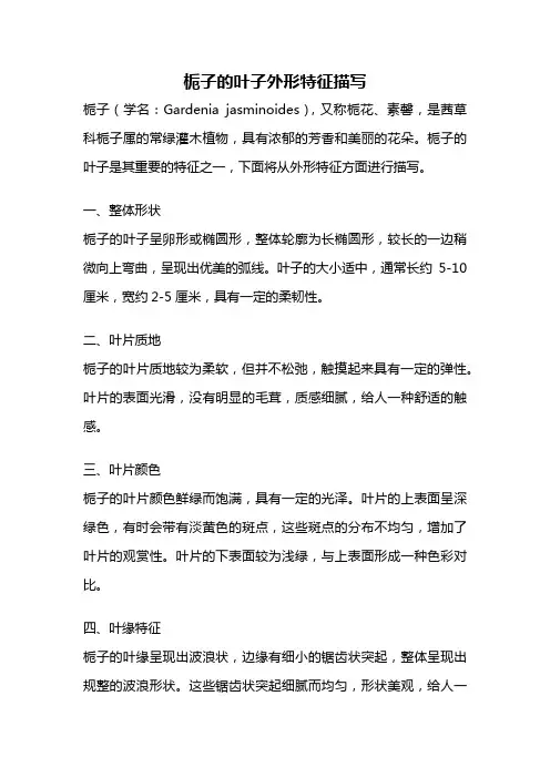 栀子的叶子外形特征描写