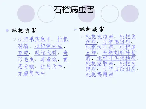 枇杷常见病虫害一览表