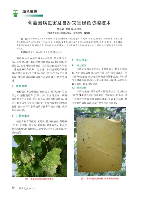 葡萄园病虫害及自然灾害绿色防控技术