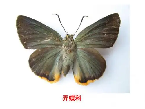 普通动物学第10章节肢动物5 (2)