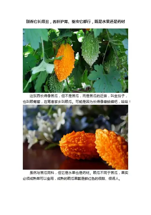 别看它长得丑，养肝护胃、驱虫它都行，既是水果还是药材