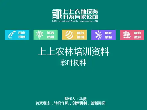 彩叶树种