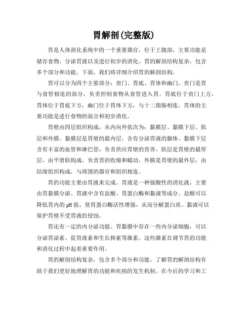 胃解剖(完整版)
