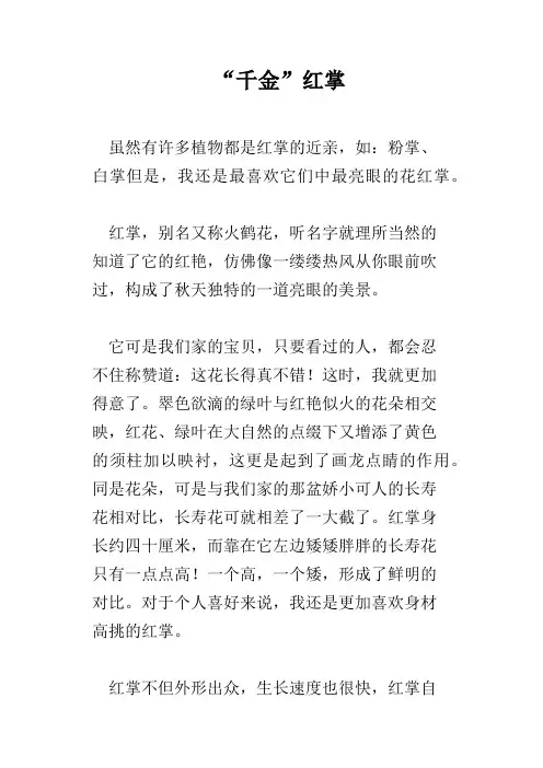 “千金”红掌