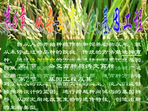 高三生物基因工程及其应用PPT优秀课件