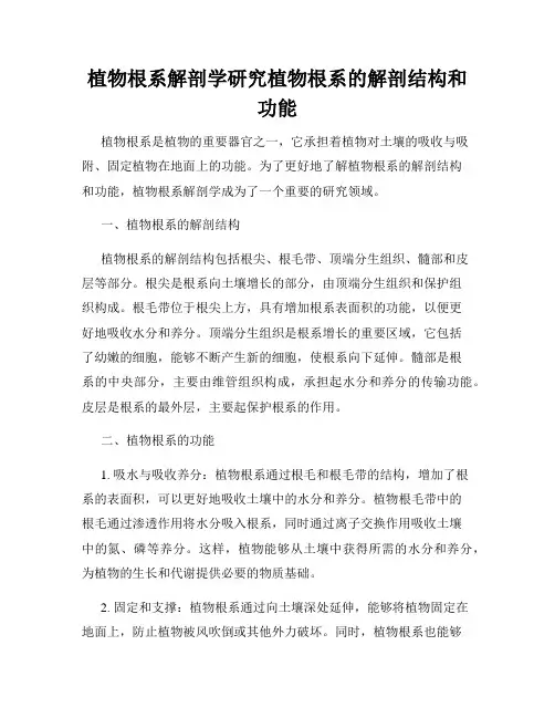 植物根系解剖学研究植物根系的解剖结构和功能