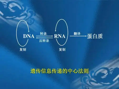 生物化学课件第十二章 DNA的生物合成