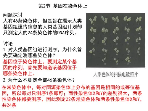 基因在染色体上  课件 (22张PPT)