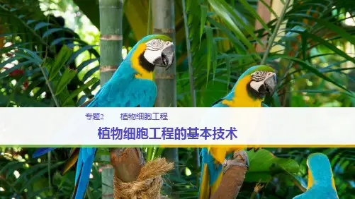 专题2  211ppt(共39张PPT)
