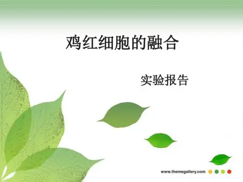 细胞生物学实验报告-鸡红细胞的融合