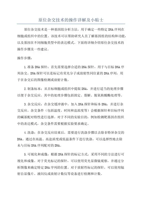原位杂交技术的操作详解及小贴士