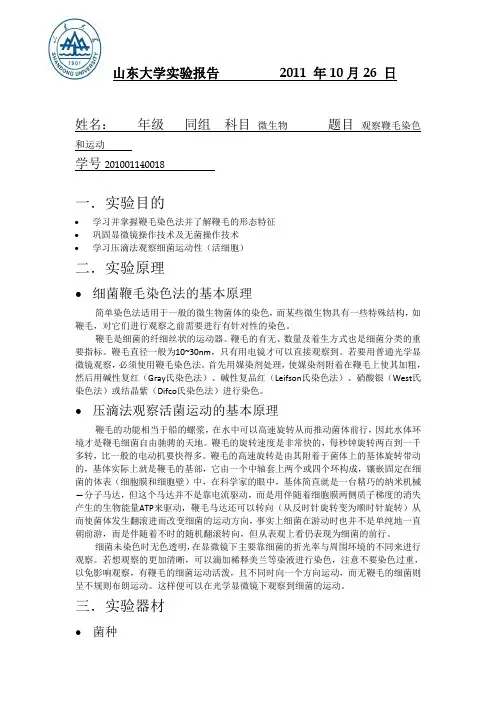 鞭毛染色实验报告           年   月   日