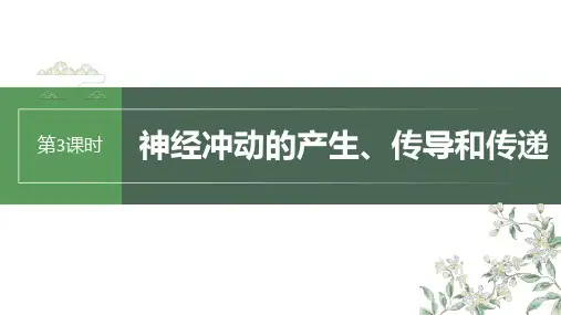 2024年高考生物一轮复习神经冲动的产生传导和传递课件