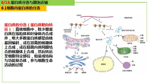蛋白质分选与膜泡运输