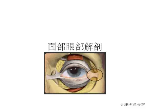 面部眼部解剖