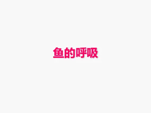 北京版七年级生物下册第六章 第三节 其他生物的呼吸--- 鱼的呼吸  课件 (共20张PPT)