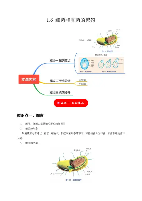 16细菌和真菌的繁殖