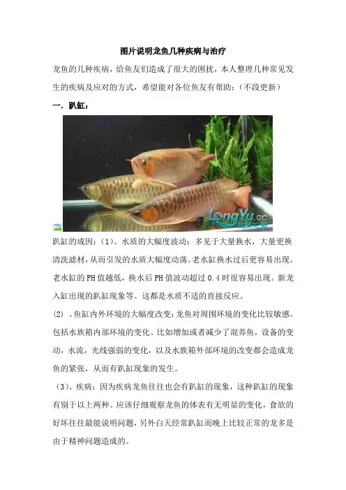 图片说明龙鱼几种疾病与治疗