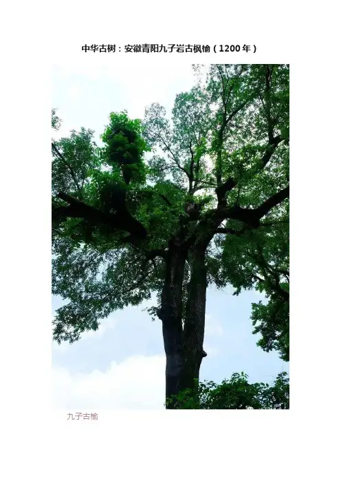 中华古树：安徽青阳九子岩古枫榆（1200年）