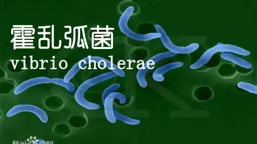 霍乱弧菌
