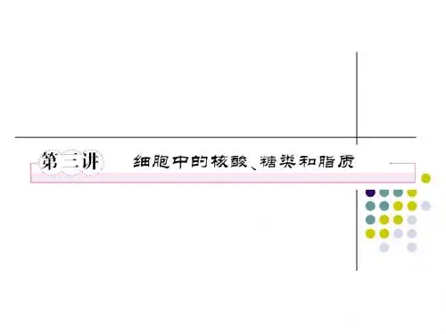 必修一2-3细胞中的核酸、糖类和脂质