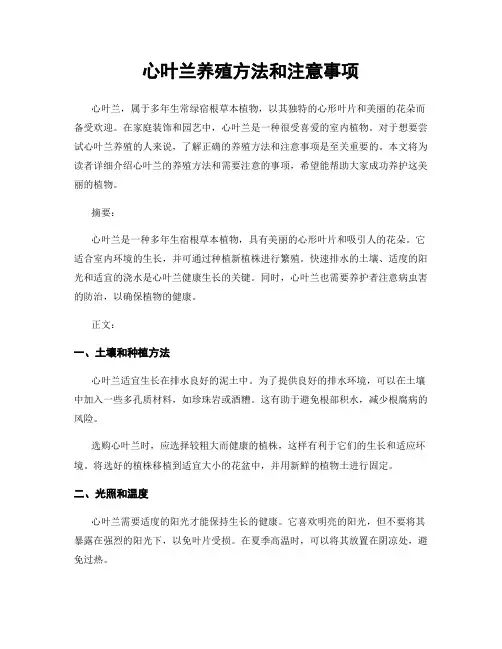 心叶兰养殖方法和注意事项