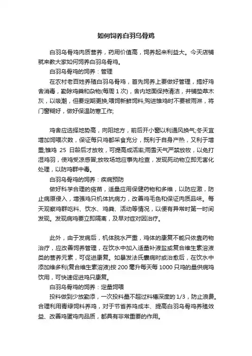 如何饲养白羽乌骨鸡