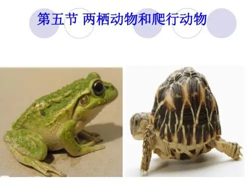 《两栖类、爬行类》课件