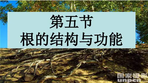 4.1.5根的结构和功能(1)