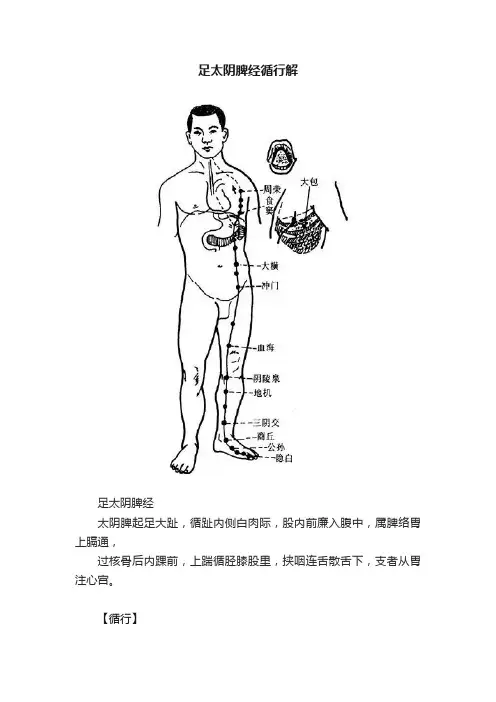足太阴脾经循行解