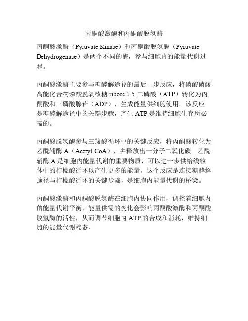 丙酮酸激酶和丙酮酸脱氢酶