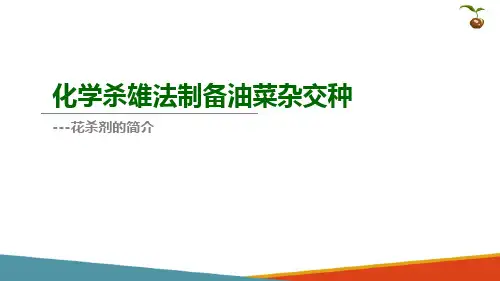 油菜杂交种种子生产技术—化学杀雄法杂交种子生产技术