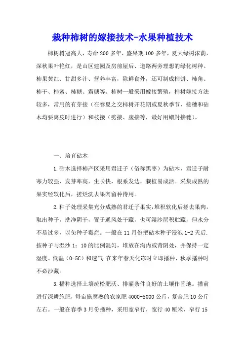 栽种柿树的嫁接技术 - 水果种植技术