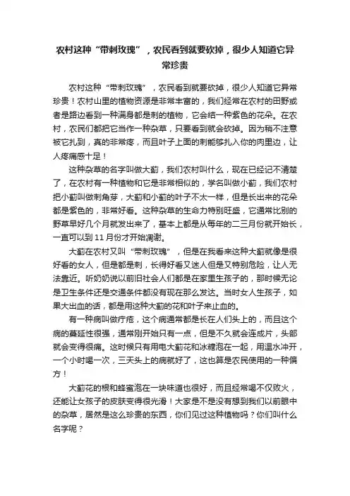 农村这种“带刺玫瑰”，农民看到就要砍掉，很少人知道它异常珍贵